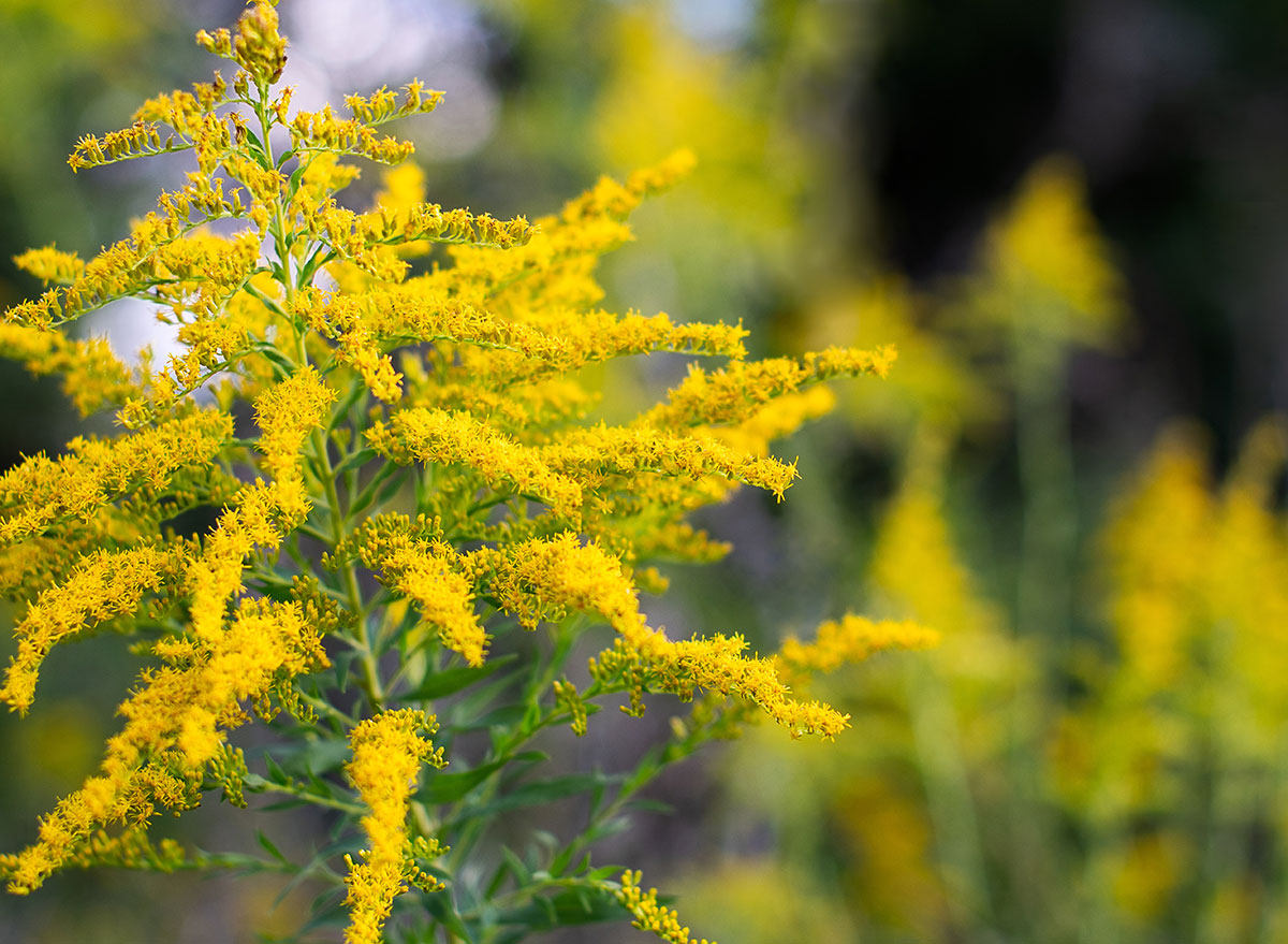 goldenrod