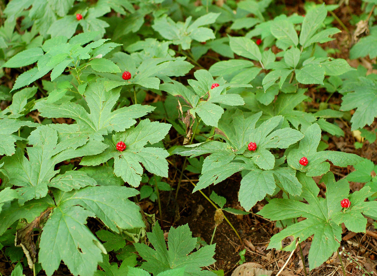 goldenseal