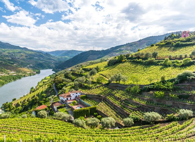 portugal vineyards