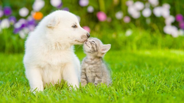 puppy, kitten