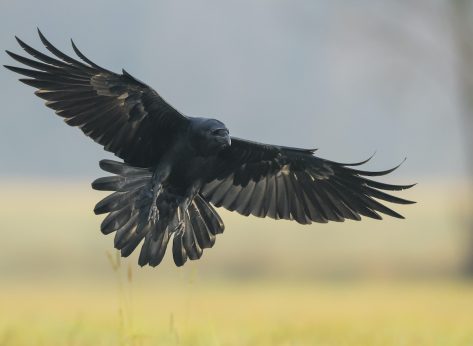 Raven bird