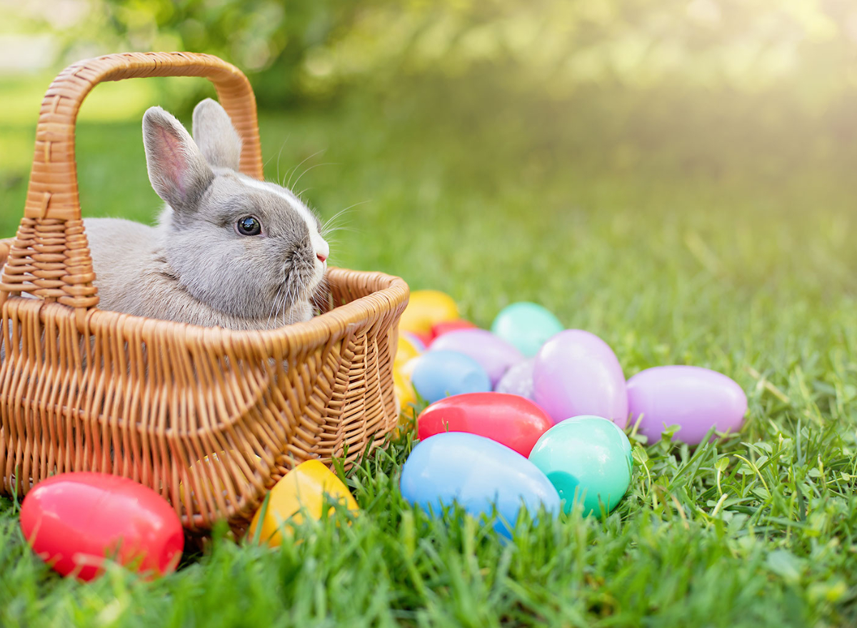 Easter, Easter basket, bunny