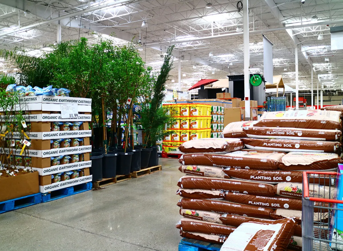 Costco plants