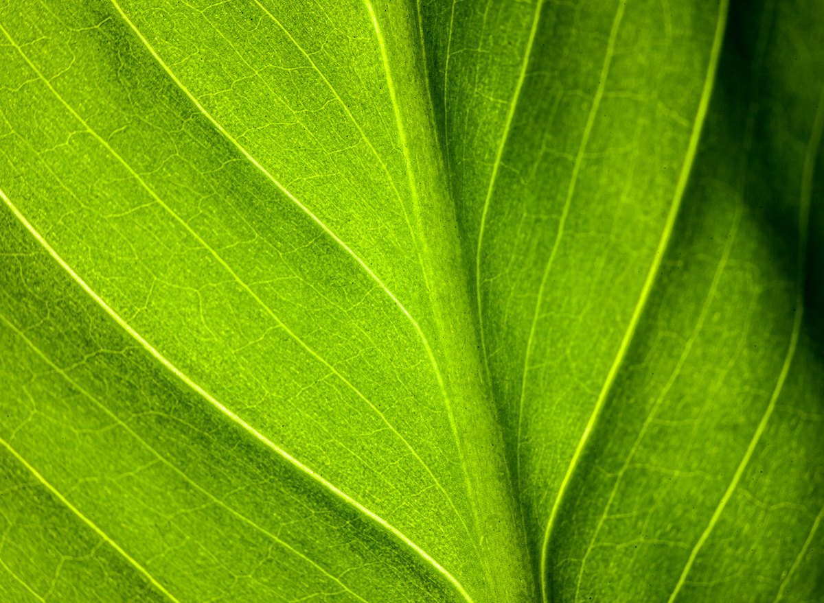 green plants chlorophyll