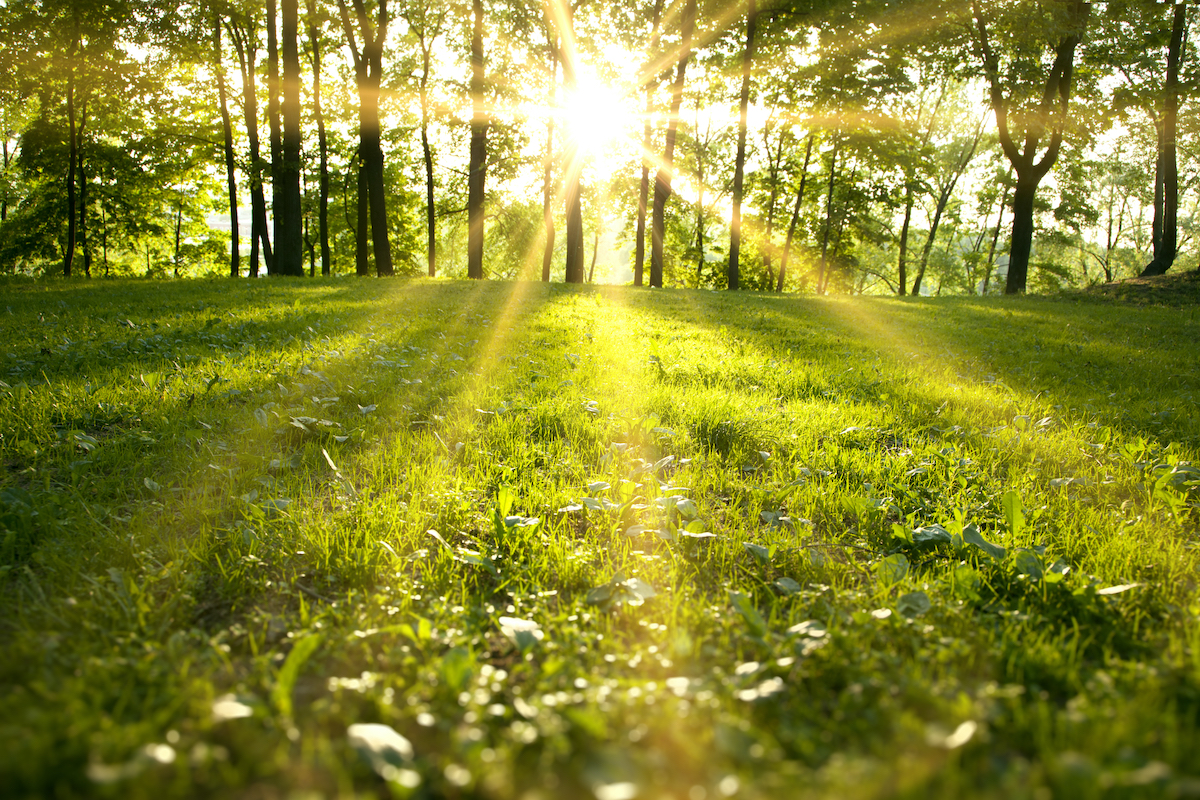 Sunlight in the green forest, spring time