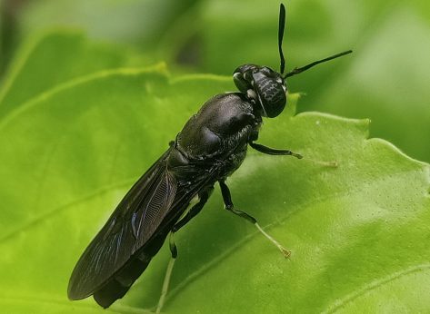 Insects Are The Trendy New Ingredient in This Type of Food, Experts Say