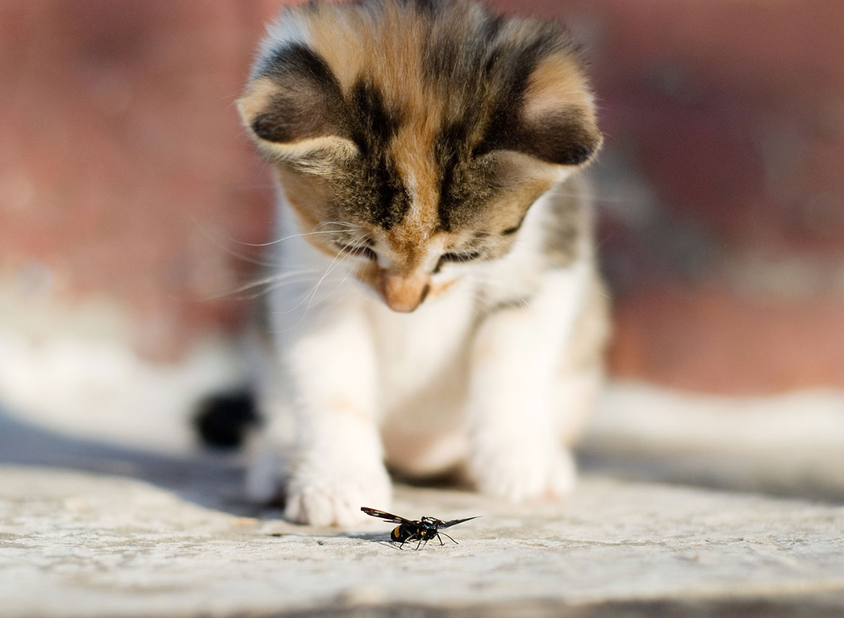 insect cat food