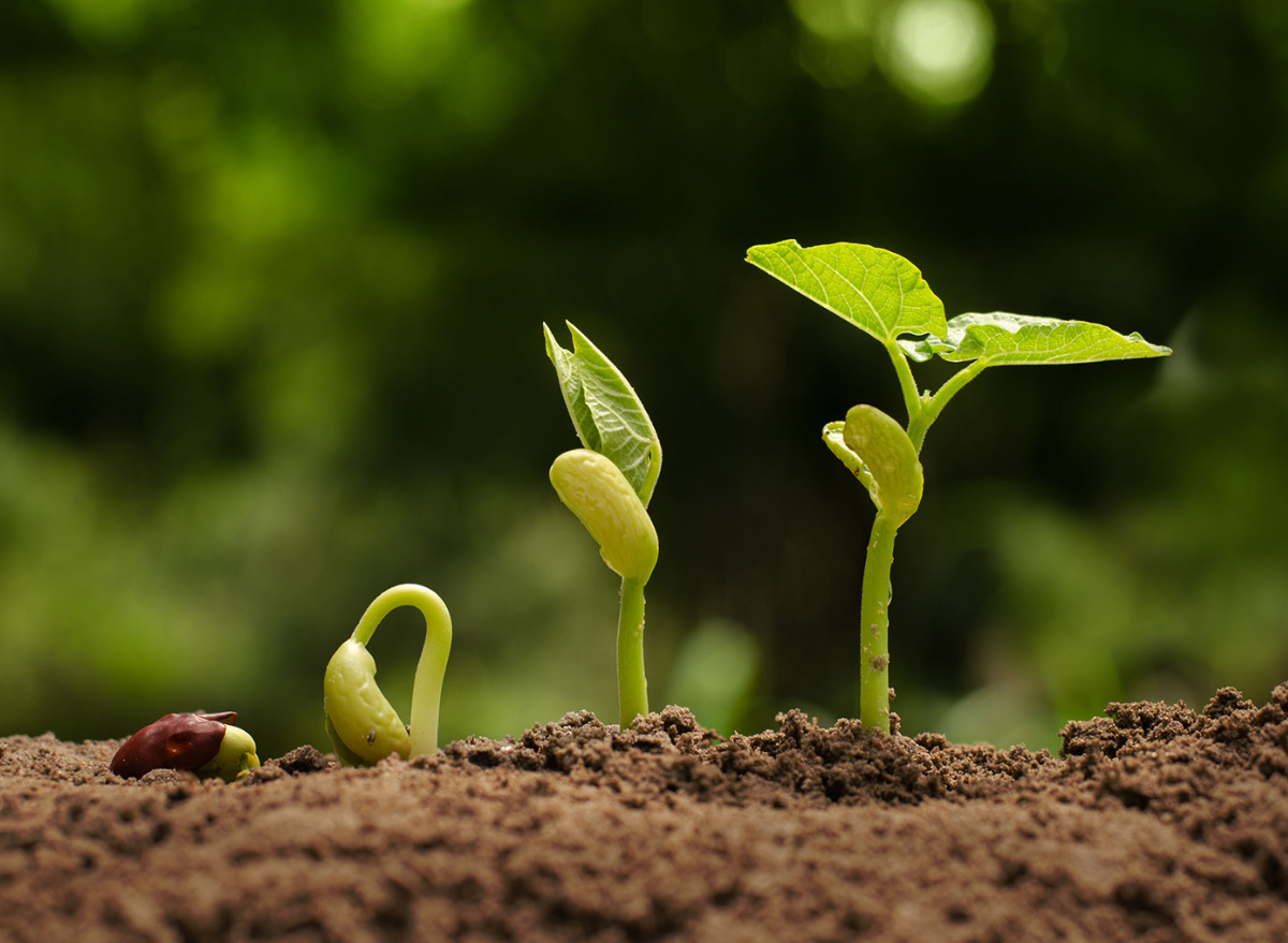 Plant off. Ростки фасоли. Прорастание семян проросток. Семя проросток цветущее растение. Маленький Росток.