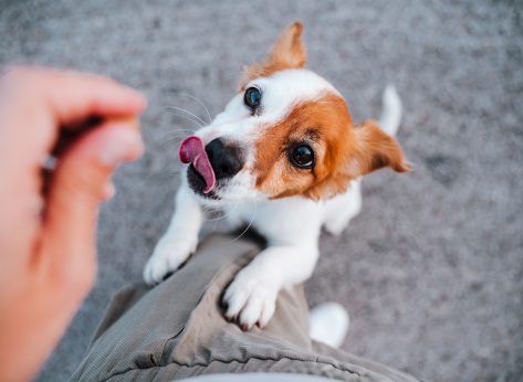 The Easy Homemade Pet Treat Everyone Is Trying