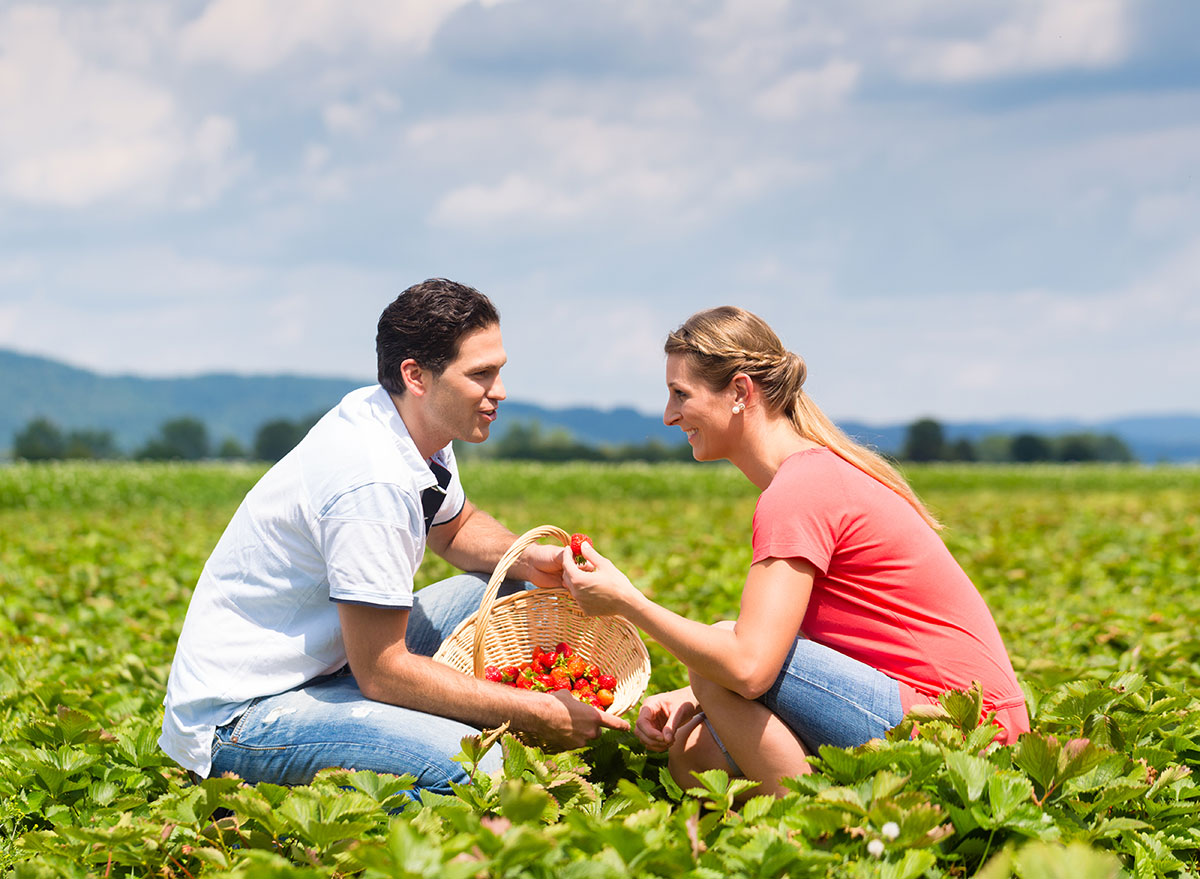 couple picking strawberries