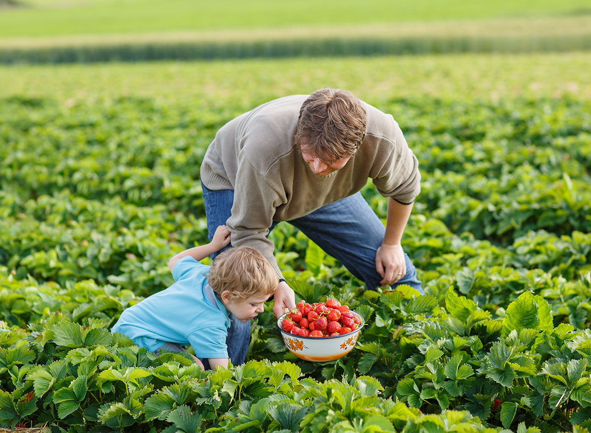 father son picking berries