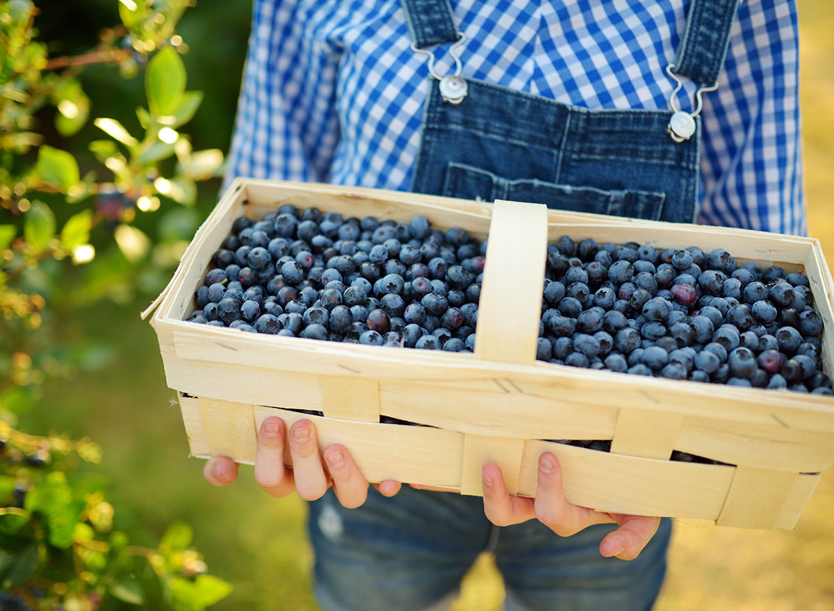 little boy picking blueberries