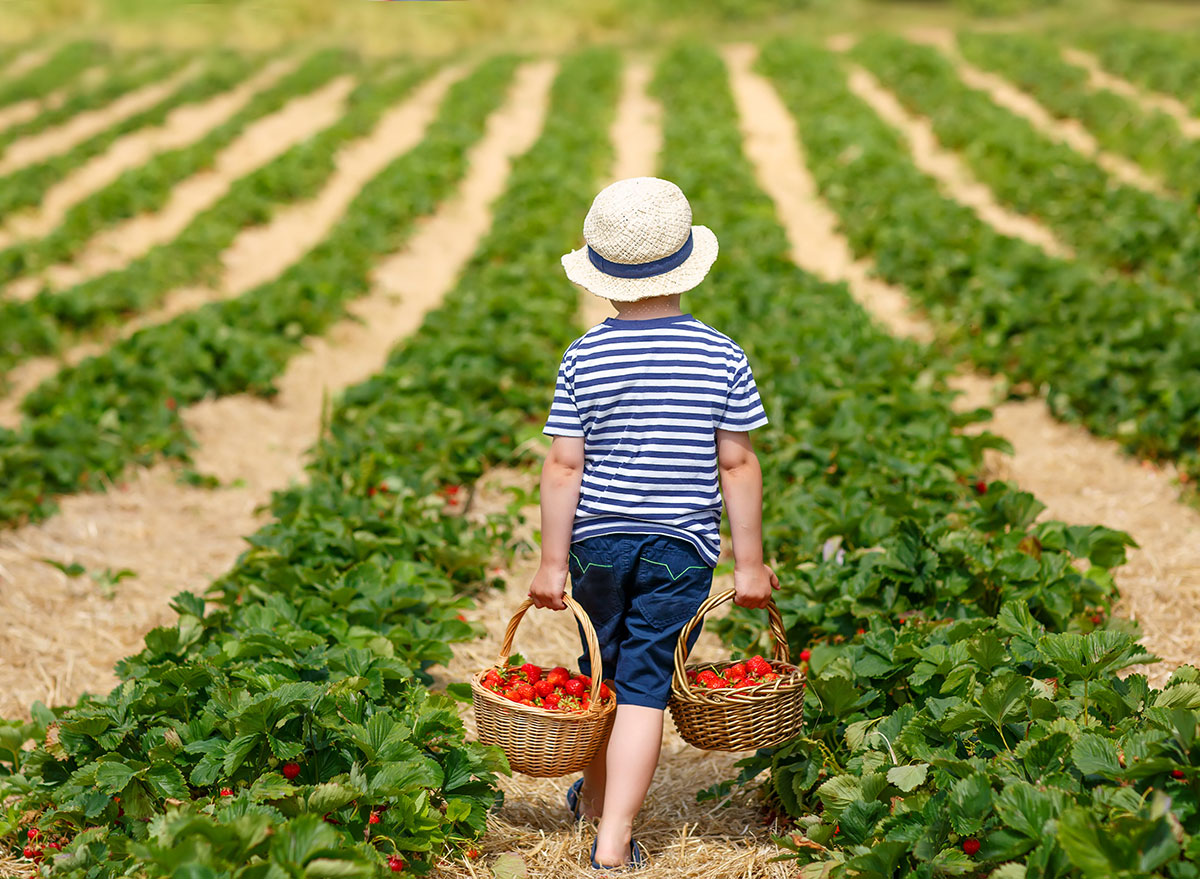 little boy picking fruit