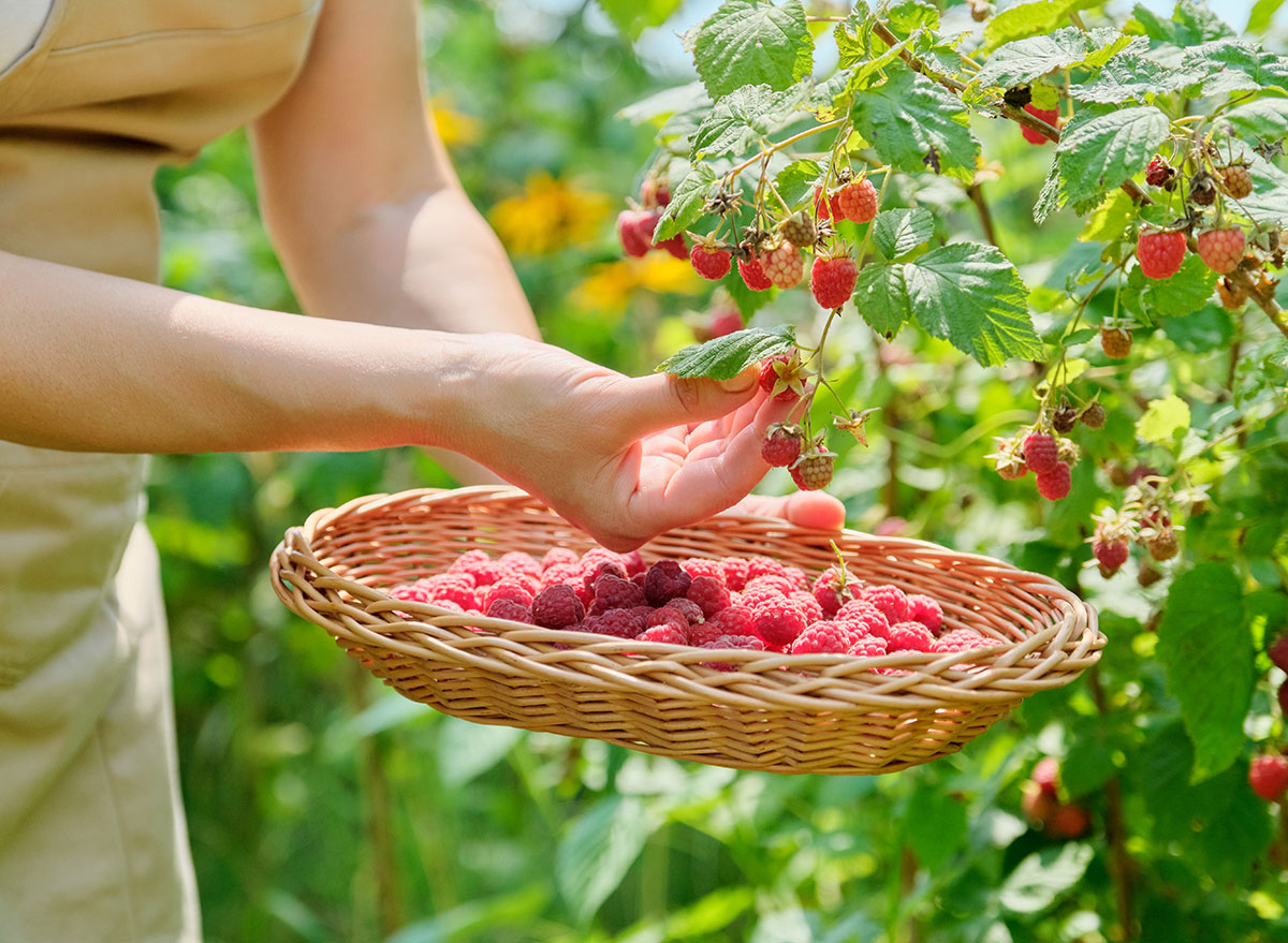 picking fresh raspberries