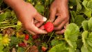 picking fresh strawberries