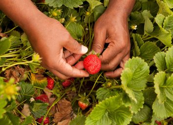 picking fresh strawberries