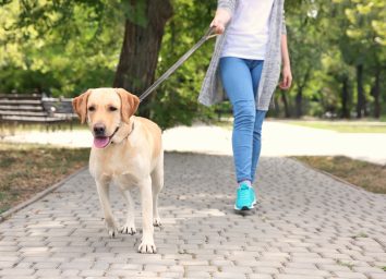 Woman walking Labrador Retriever on lead in park