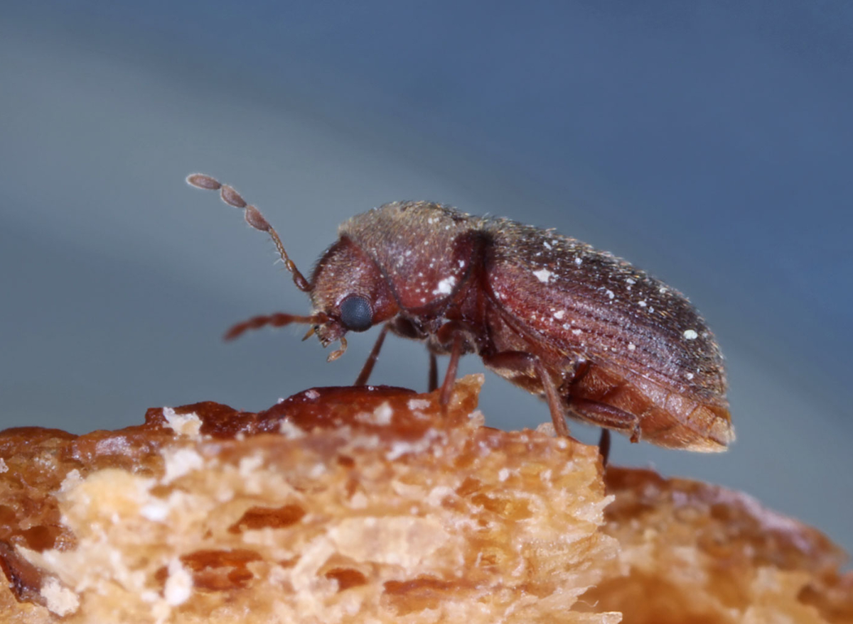 Weevil