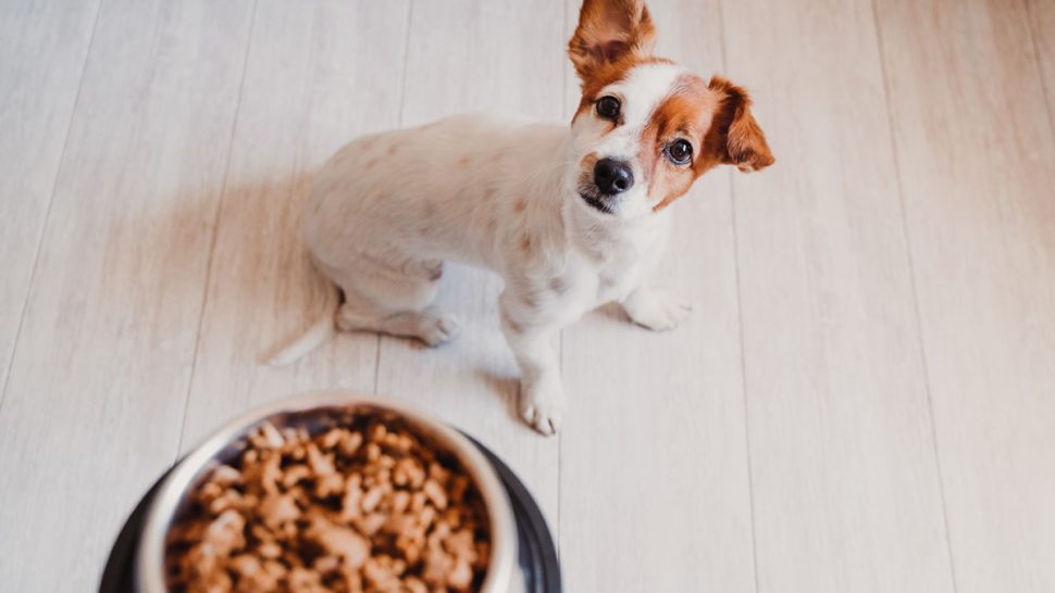 These 6 Pet Food Brands Are Being Recalled Nationwide Eat This Not That