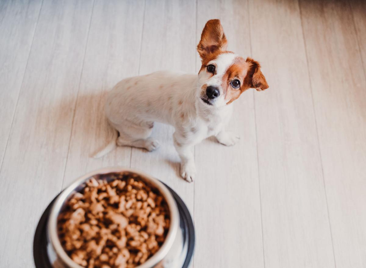 These 6 Pet Food Brands Are Being Recalled Nationwide — Eat This Not That