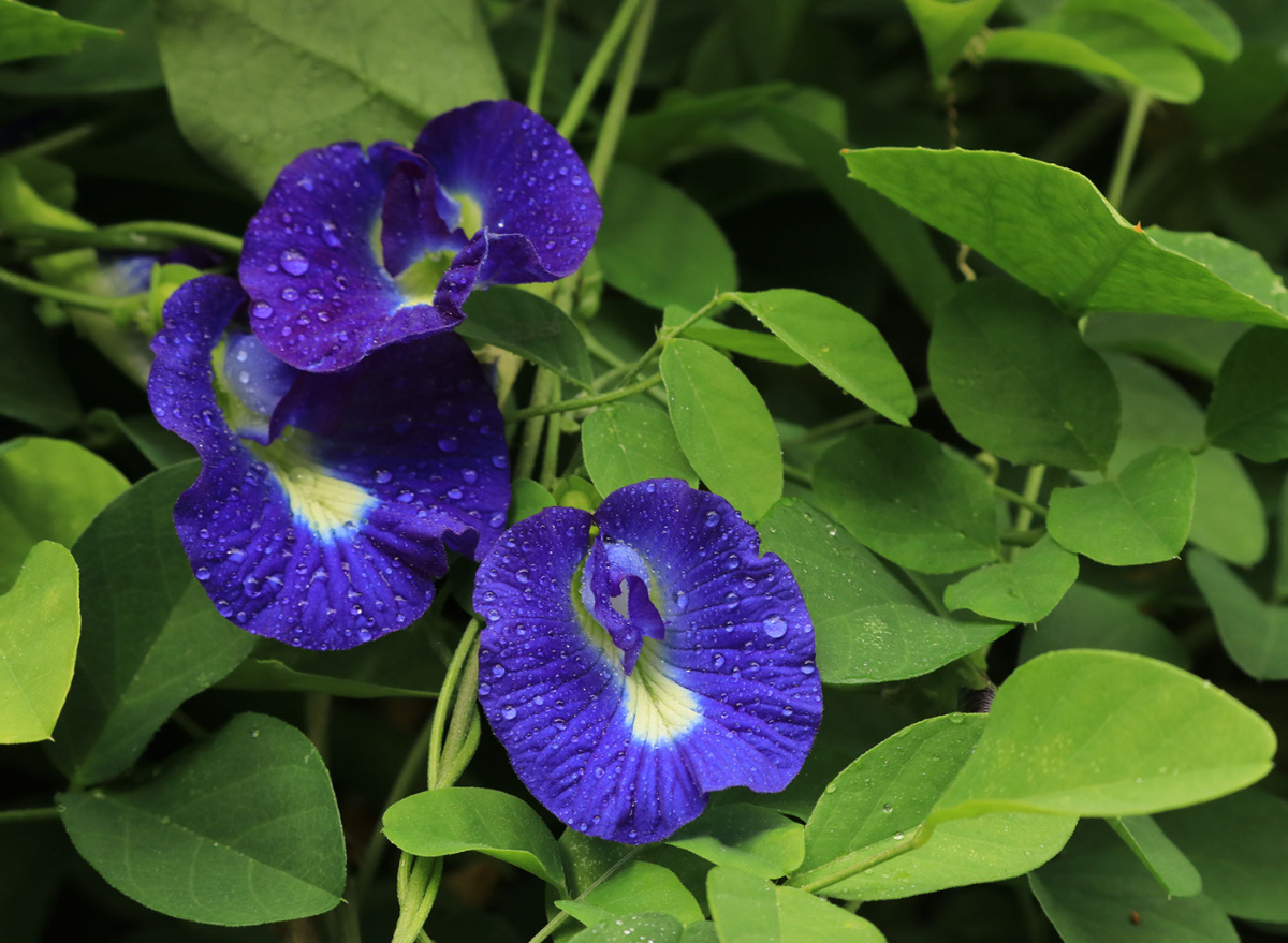 Butterfly pea flower