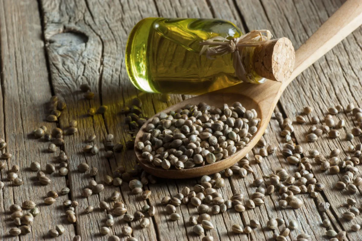 Heap of dried organic hemp seeds or cannabis plant seeds in spoon with glass of hemp seed oil on wooden backdrop. 