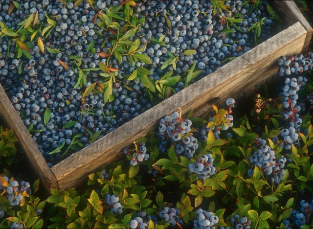 wild blueberries