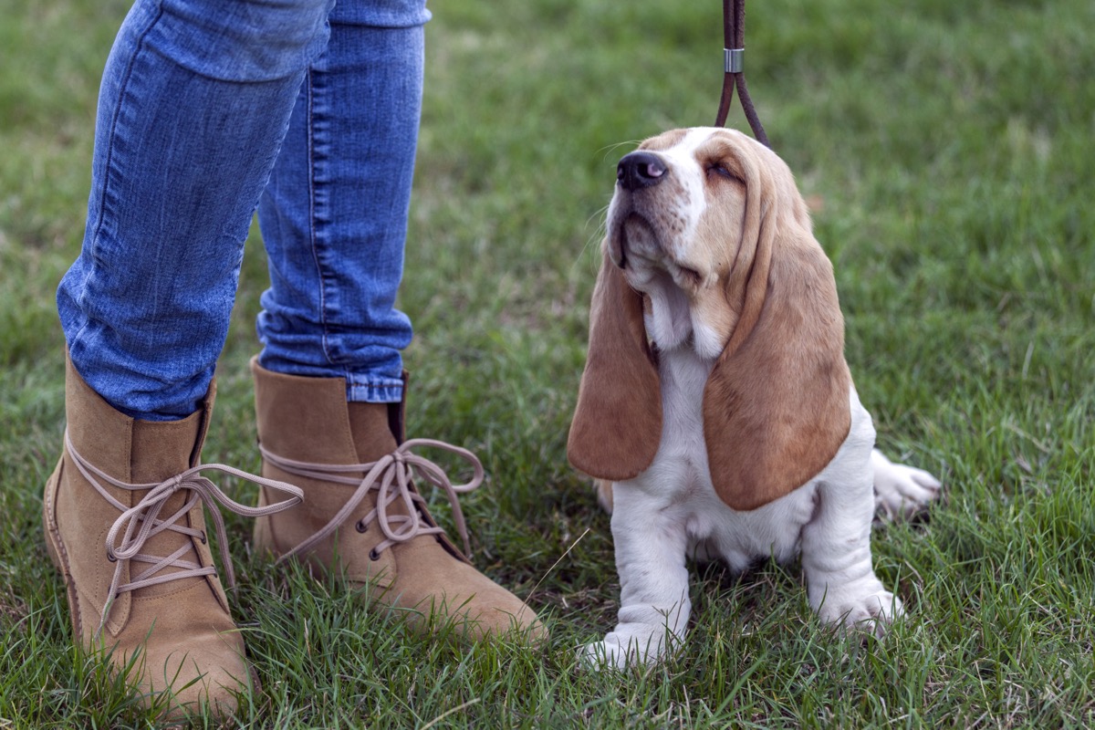 lower legs and boots of a woman walking a basset hound puppy on grass