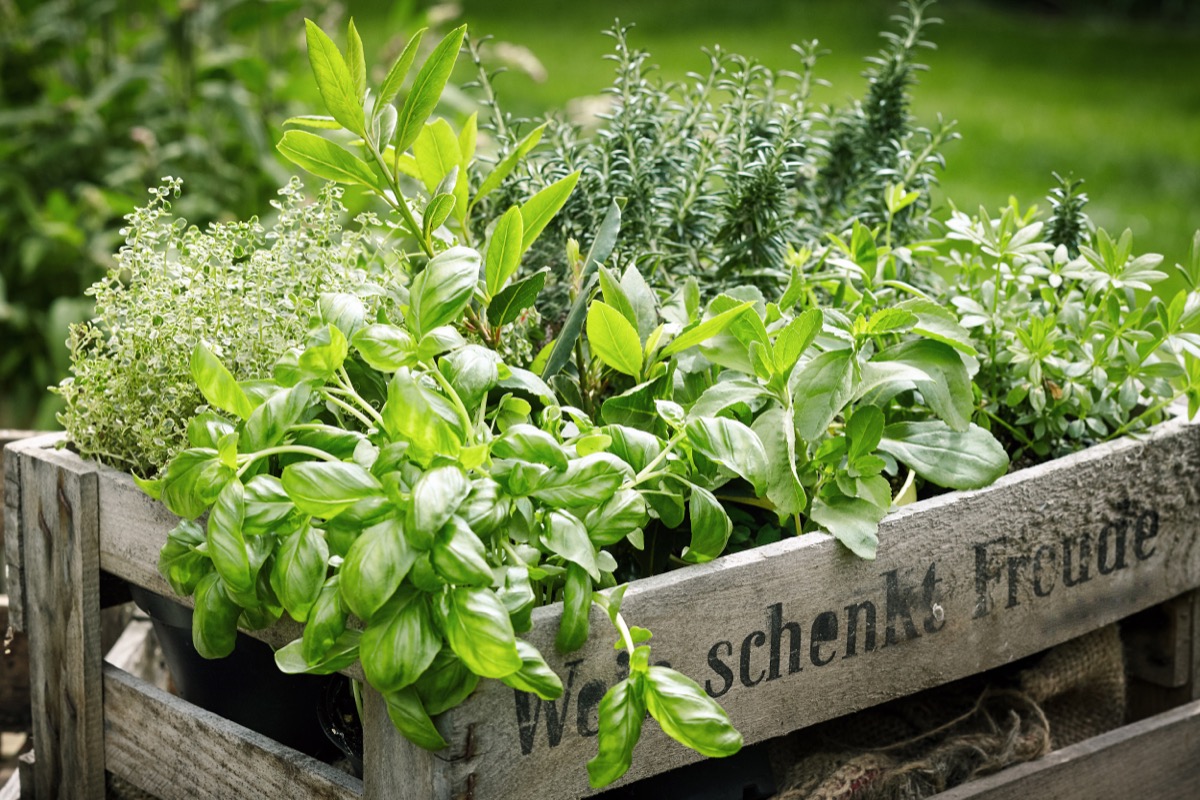 herb garden in a wooden planter