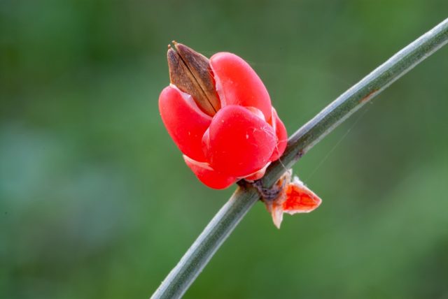 Ancient Medicinal Plant Ephedra