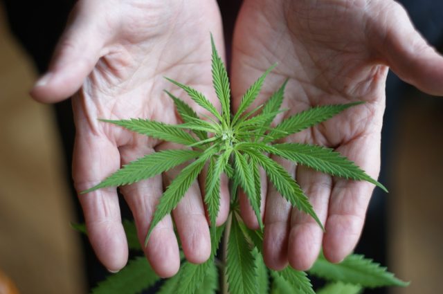 A small plant of cannabis in the hands of an old woman.