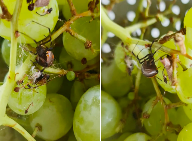 aldi-spider-grapes