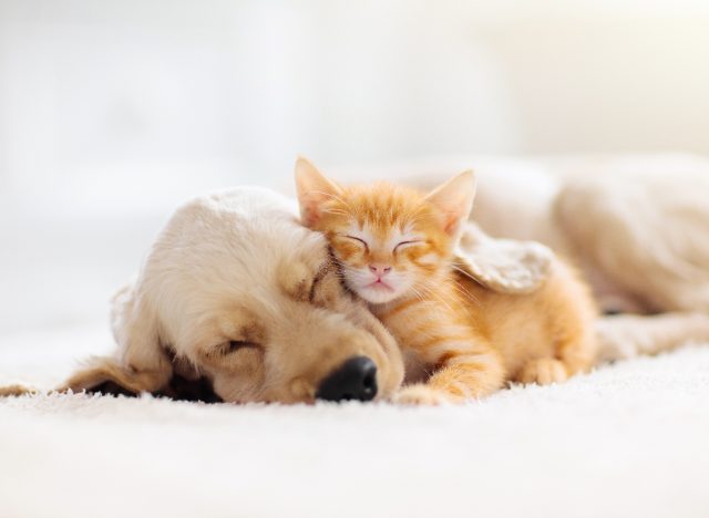 kitten and puppy cuddling while sleeping