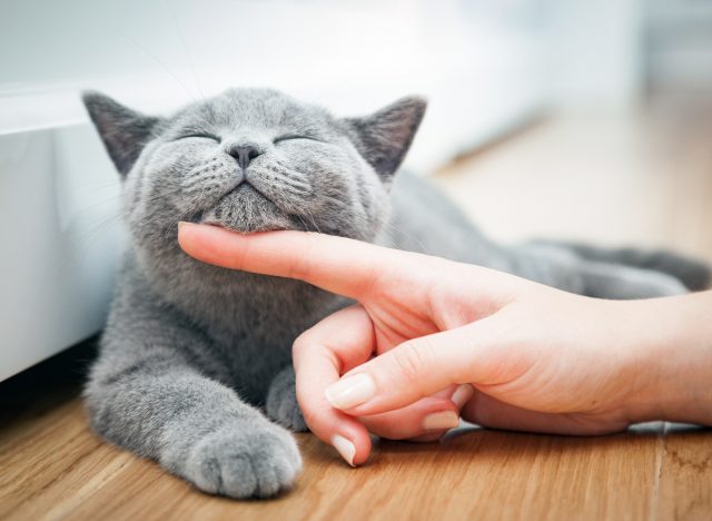 happy gray cat with eyes clothes