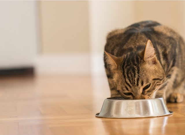 cat eating food