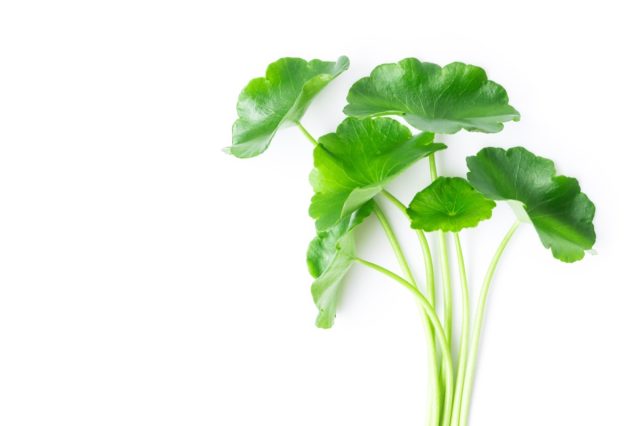 Closeup leaf of Gotu kola.