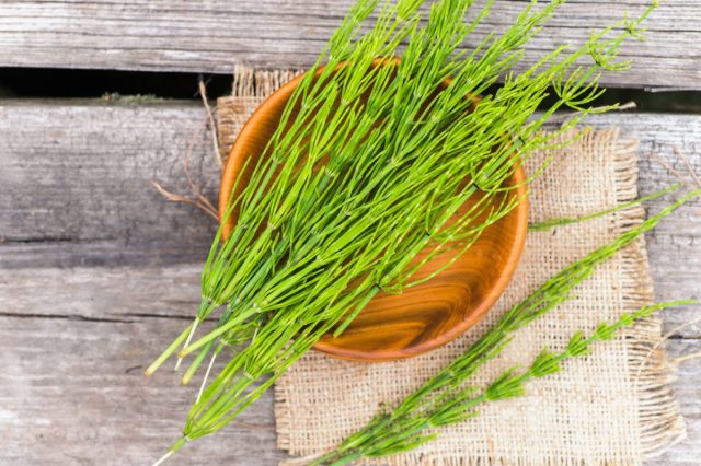 A few twigs Equisetum arvense, field horsetail or common horsetail on wooden plate/