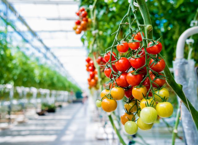 greenhouse-grown tomatoes
