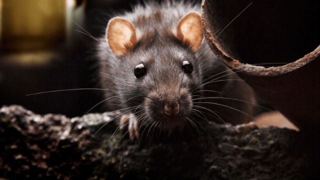 Thousands of Dead Rats Were Found At This Discount Chain’s Distribution Plant