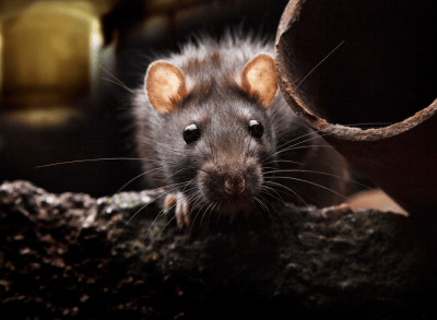 This Major Discount Grocery Chain Is Being Investigated Following an Epic Rat Infestation