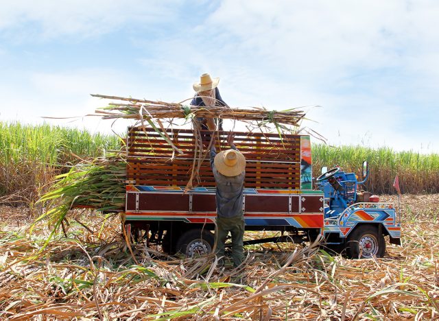 sugar cane being harvested
