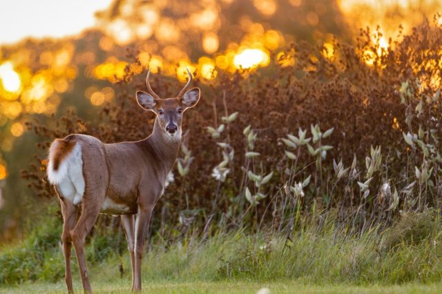 White-tailed Buck (Odocoileus virginianus) backlit from the setting sun at evening