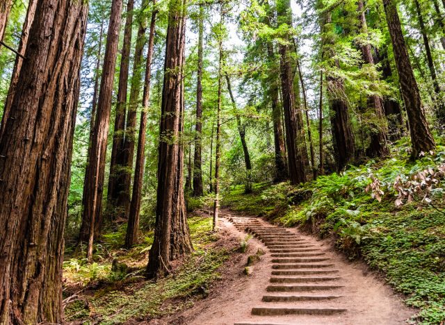 hiking trail in california