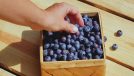Picking at Basket of Blueberries