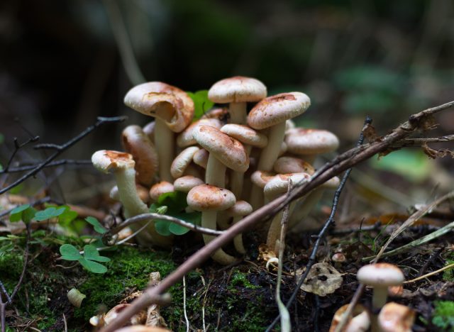 poisonous mushrooms