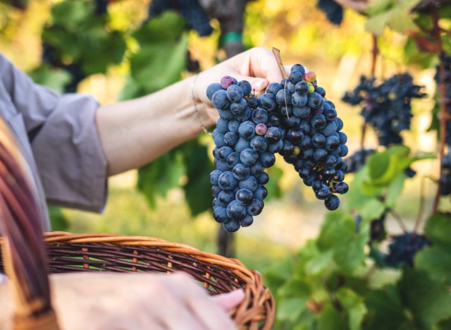 woman harvesting grapes