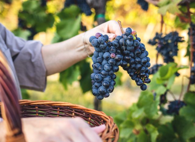 woman picking grapes