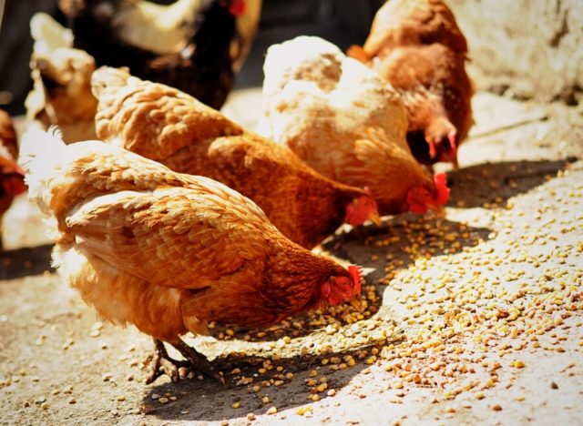 chickens eating food