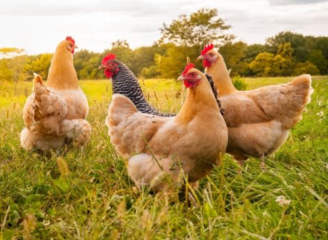 8 Chicken Company Secrets