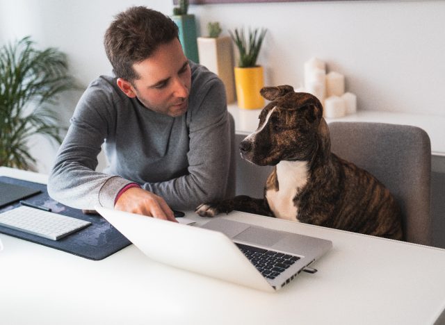 man works at his computer, explains something to his dog, baby talk